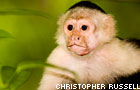 monkey