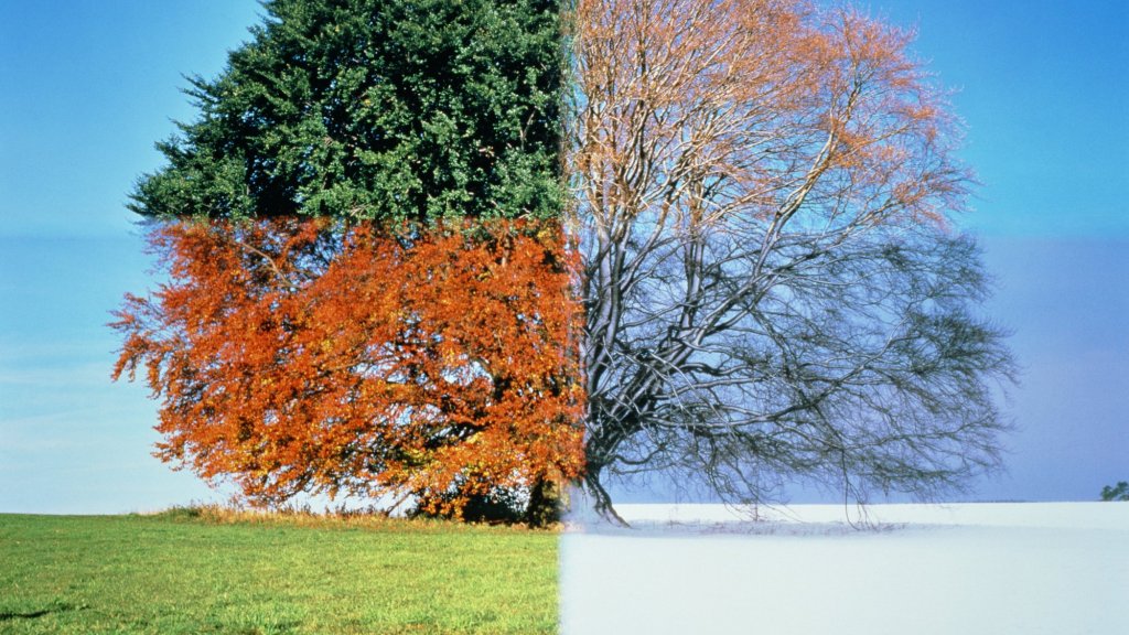 Зима загрузка 50. Такие разные времена года. Такие разные времена года. Пейзаж в четырёх времени года. Времена года на дереве.