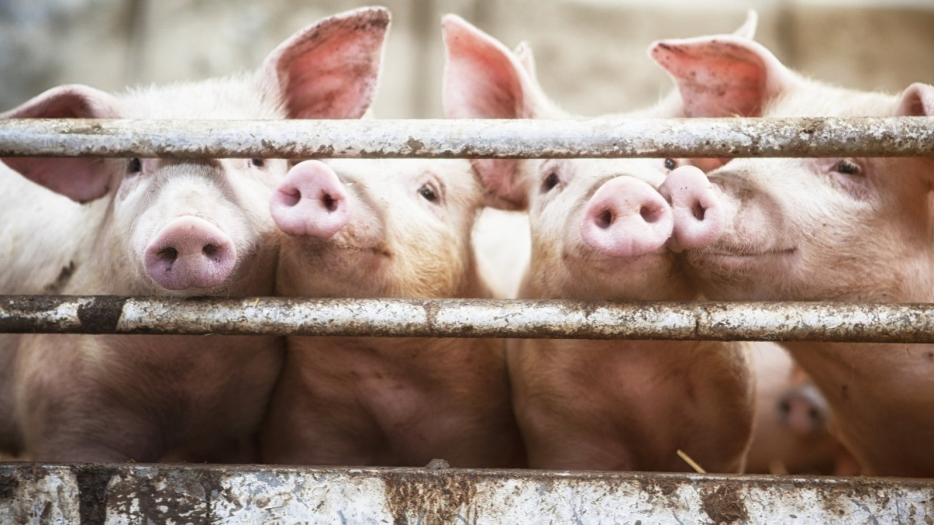 This Startup Is Making Pig Organs Safe for Human Transplants