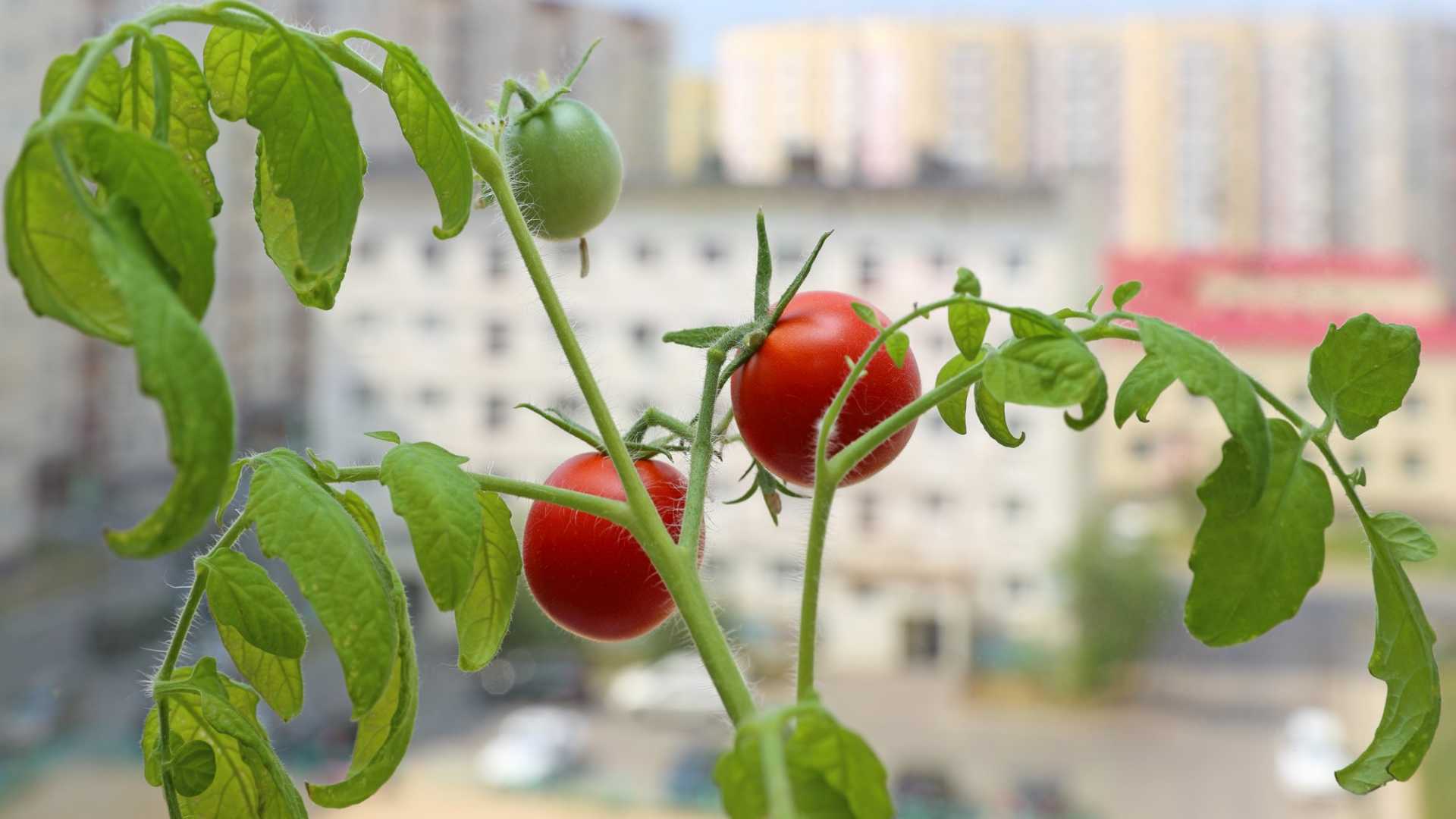 Черри дома на подоконнике