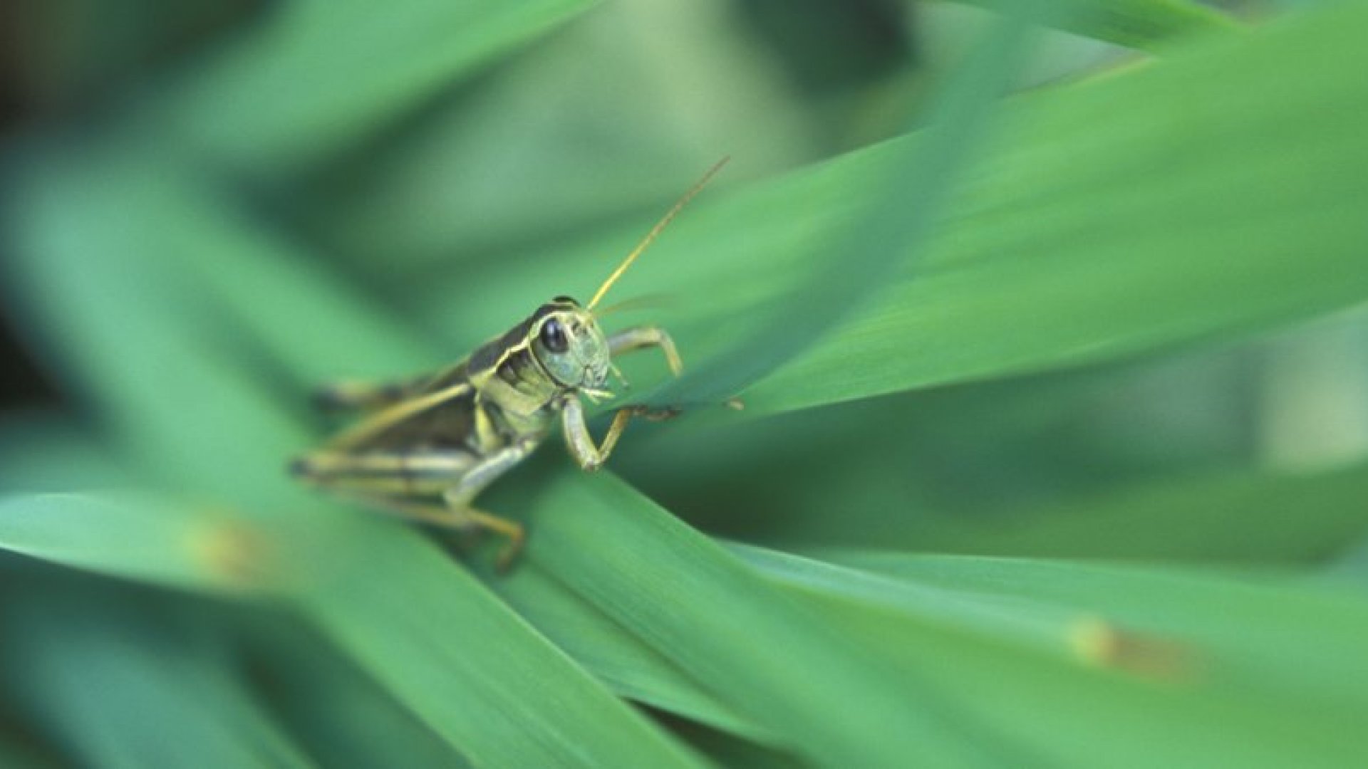 Stenobothrus stigmaticus.
