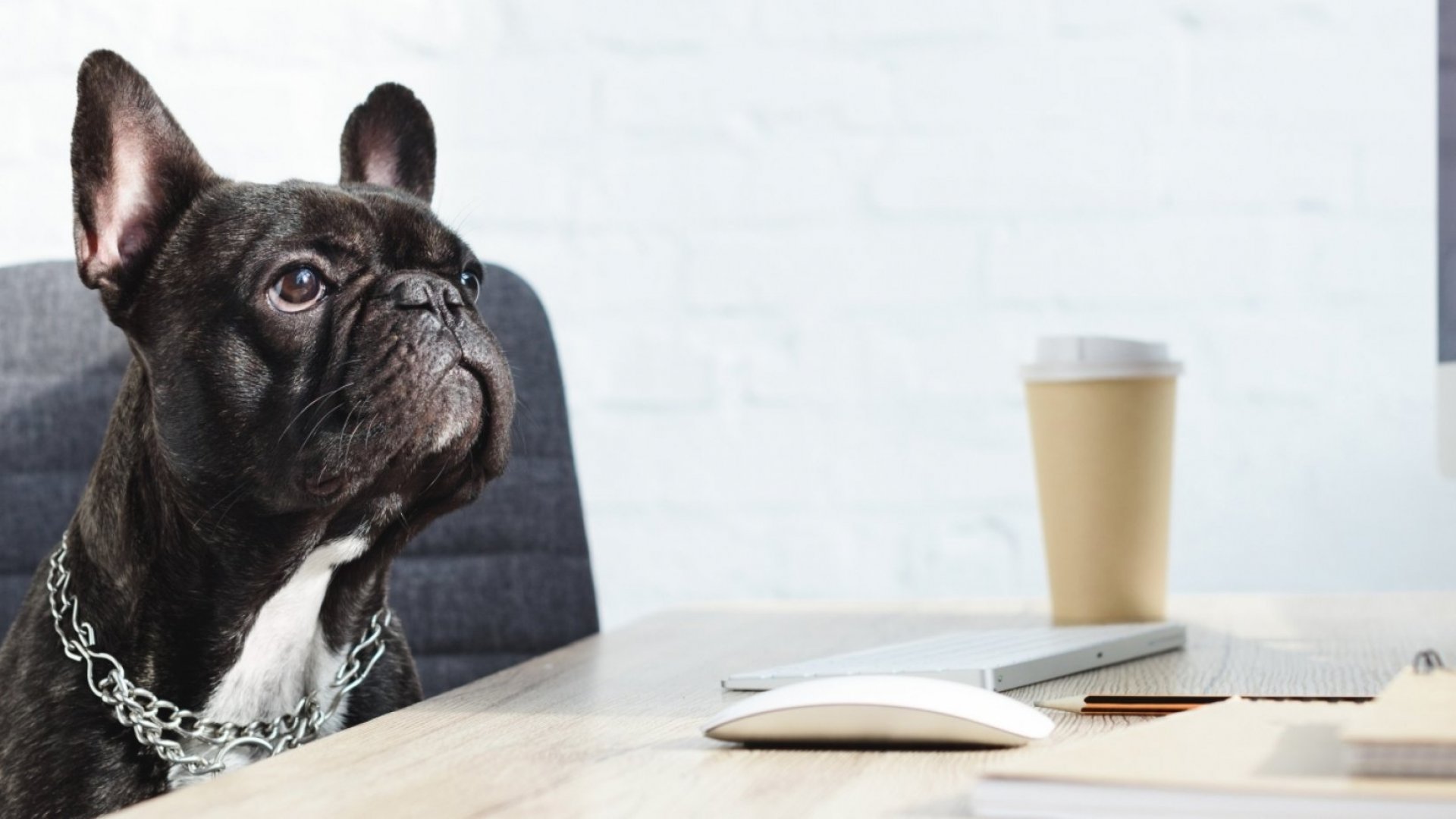 Check Out the Lavish Pet Perks at America's 12 MostDogFriendly