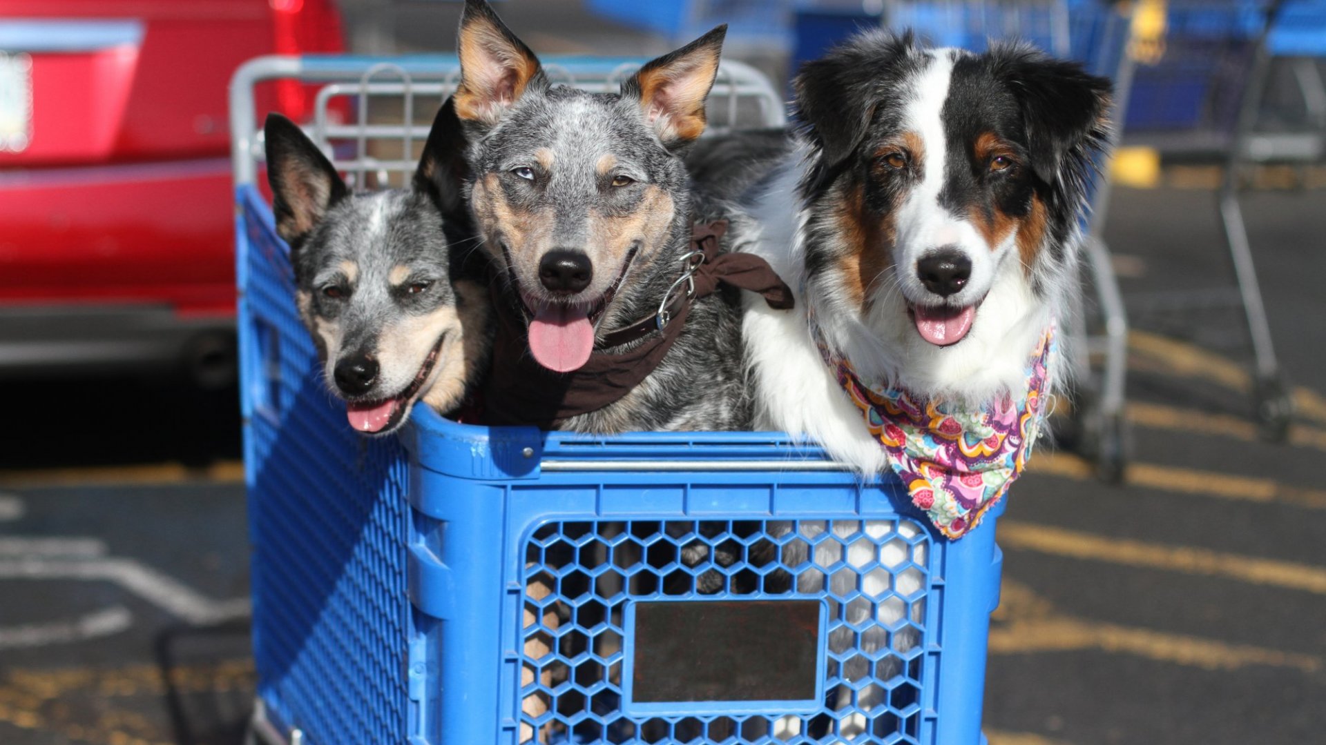 How Did PetSmart Eliminate 12M in Fraudulent Transactions?